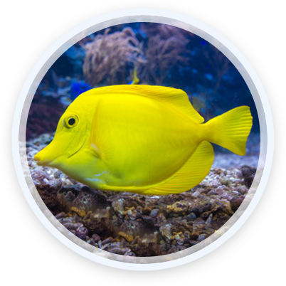 Yellow Tang