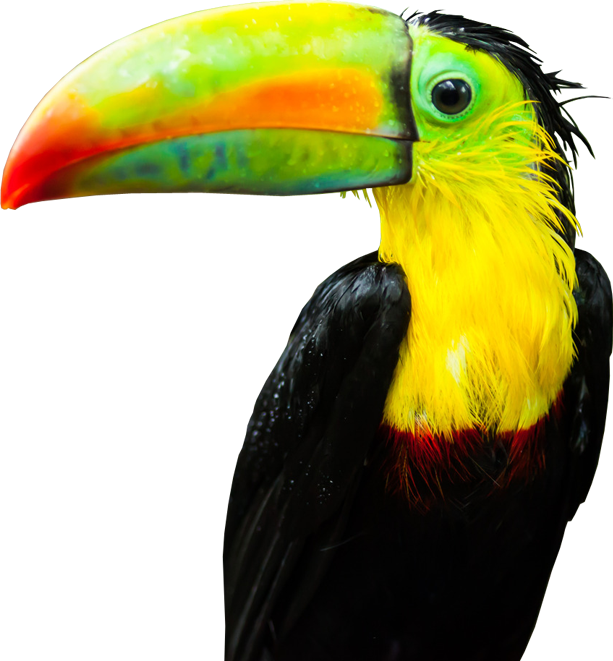 Tucan